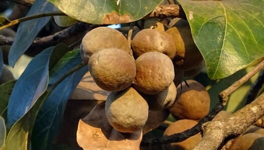 Bibhitaki (Terminalia bellirica): The Ayurvedic Jewel for Holistic Wellness