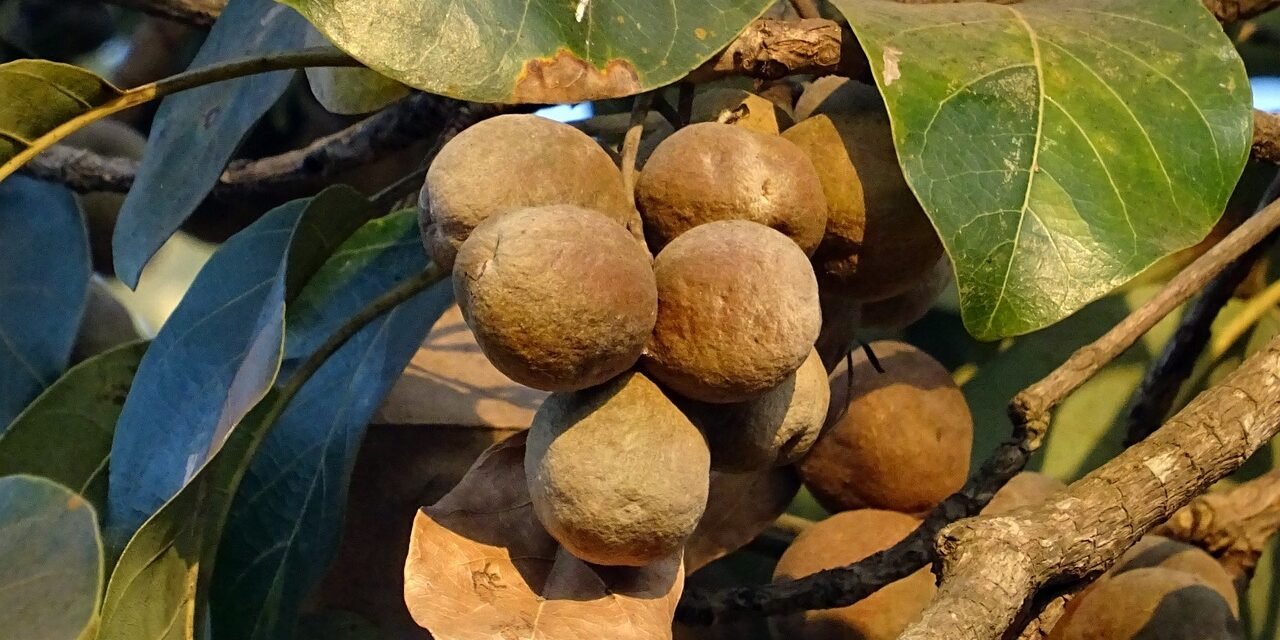 Bibhitaki (Terminalia bellirica): The Ayurvedic Jewel for Holistic Wellness