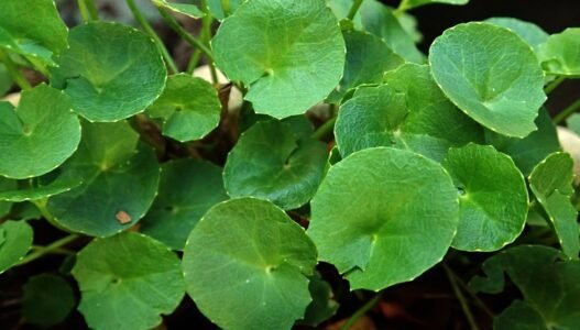 Gotu Kola: The Herb of Longevity and Mental Clarity