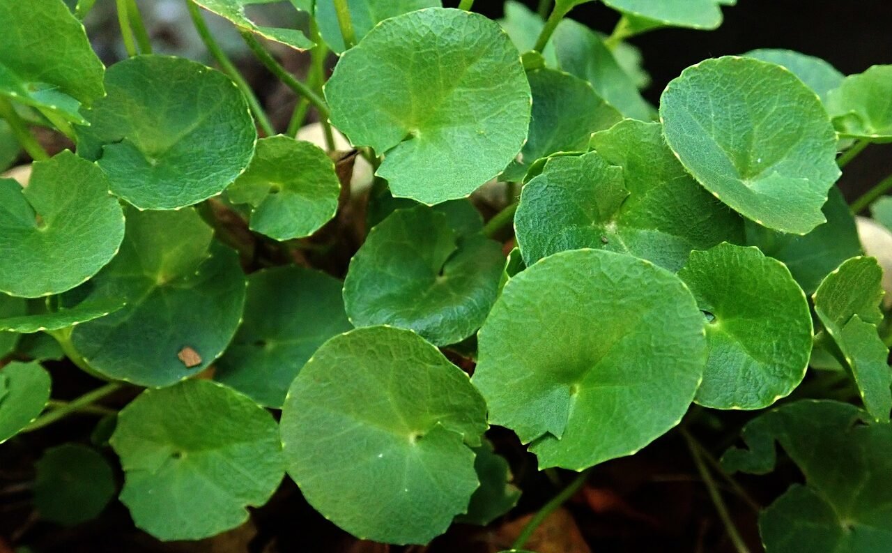 Gotu Kola: The Herb of Longevity and Mental Clarity