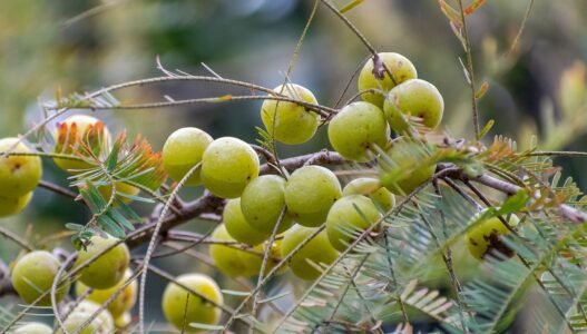 Amla: Nature’s Gift for Health and Vitality